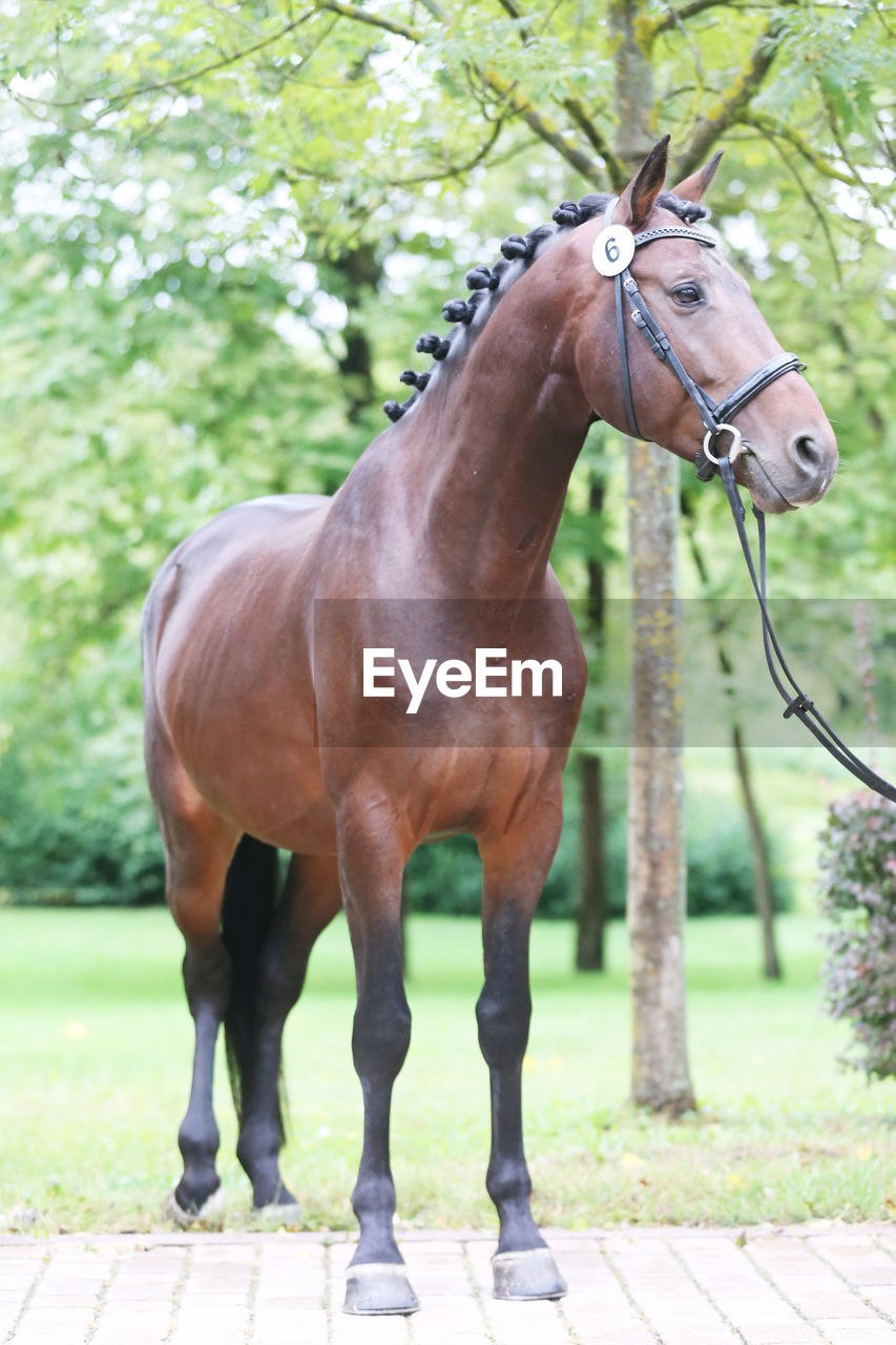 HORSE STANDING IN THE RANCH