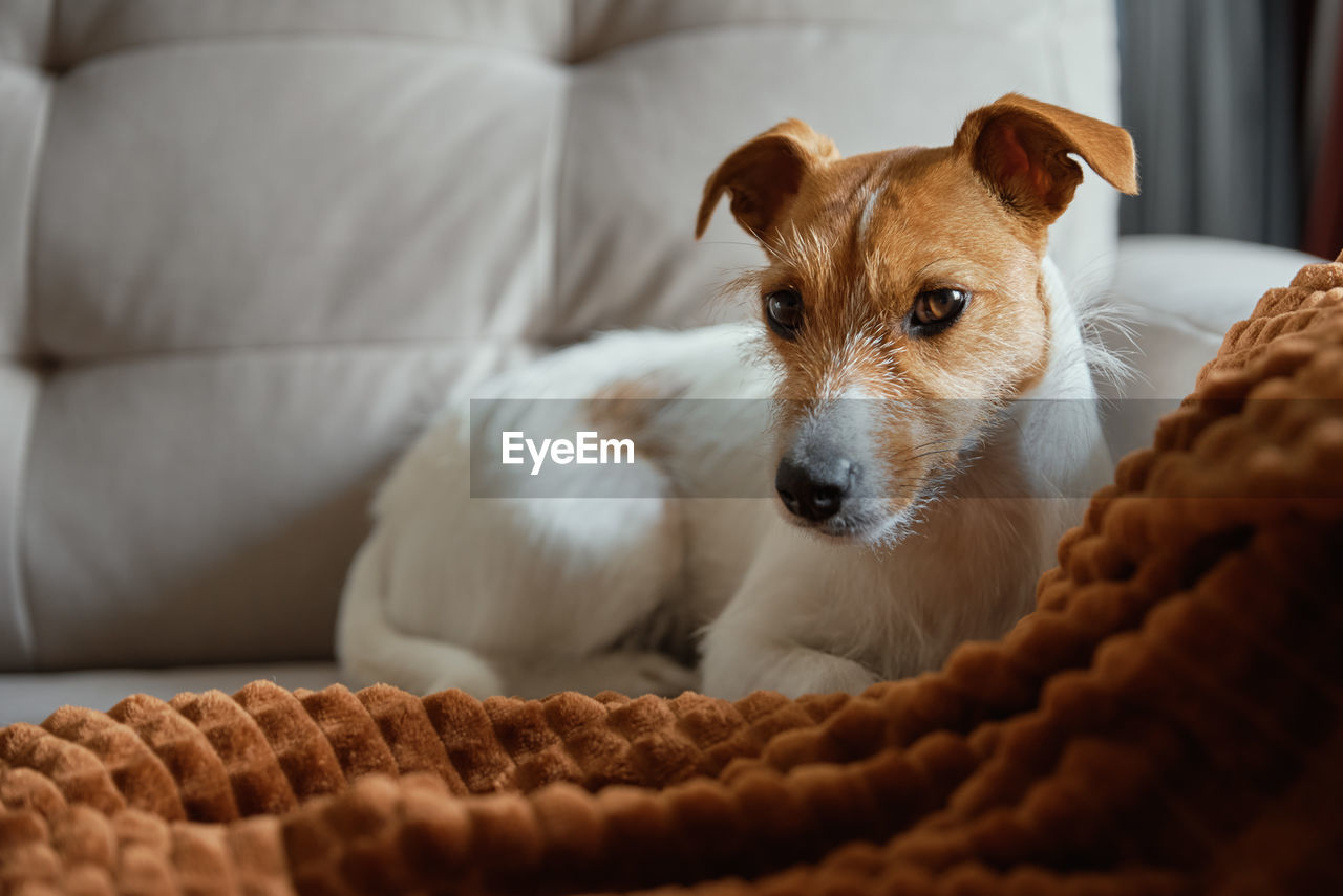 Dog resting at sofa under blanket