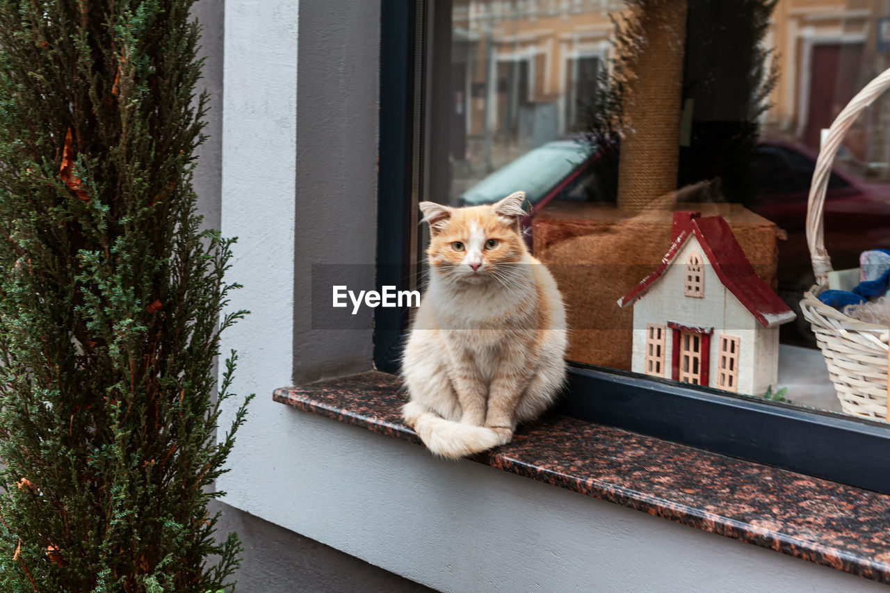 Cat standing on the window with showcase . sad kitten looking in camera