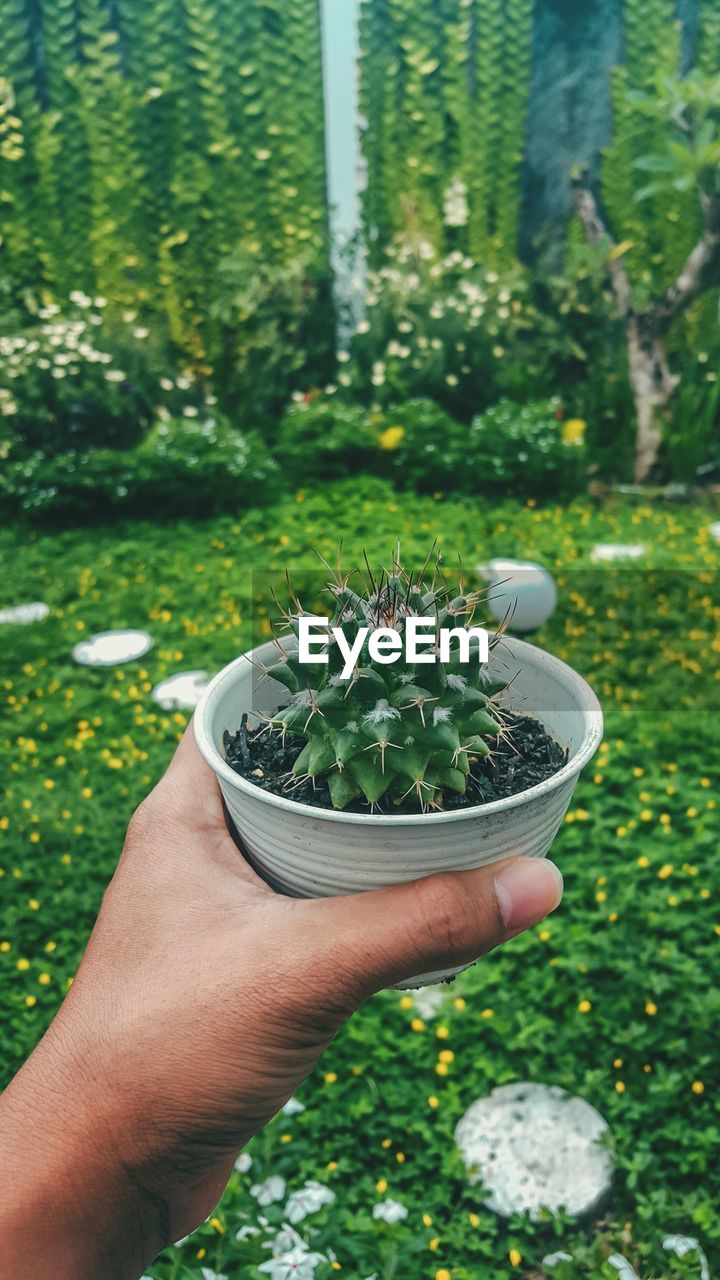 Cropped image of person holding succulent plant