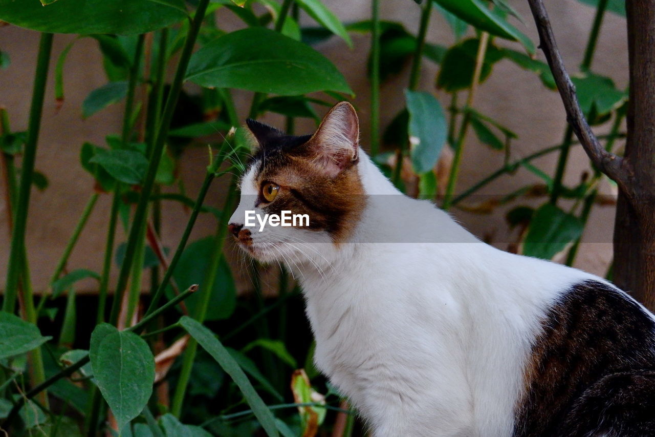 Cat looking away outdoors