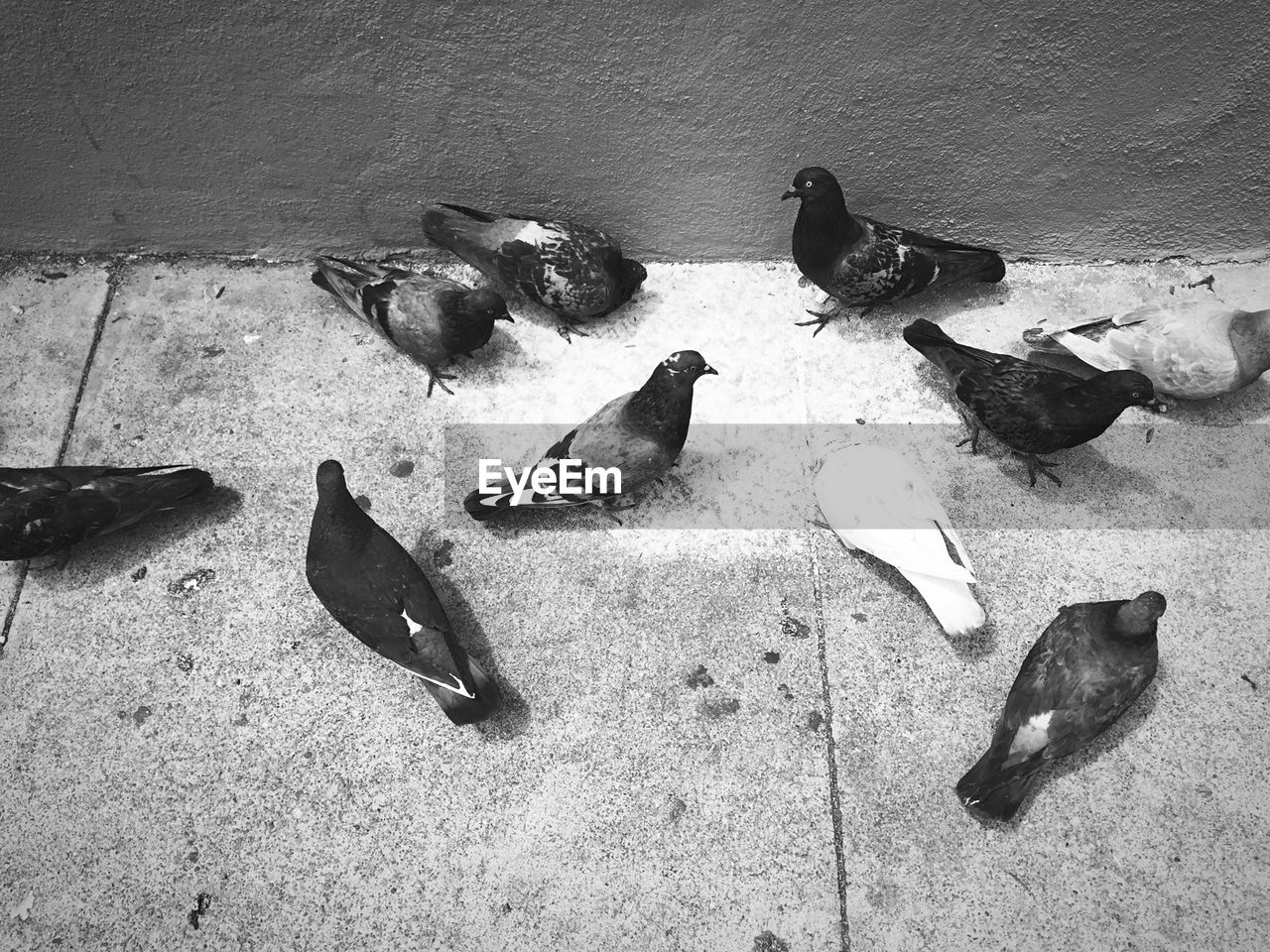 High angle view of pigeons perching on floor