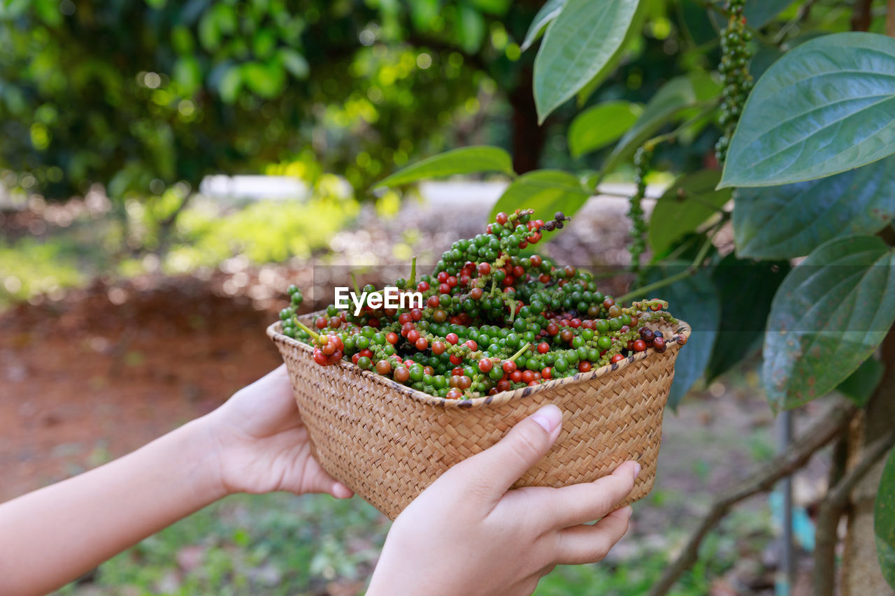 MIDSECTION OF PERSON HOLDING FRUIT