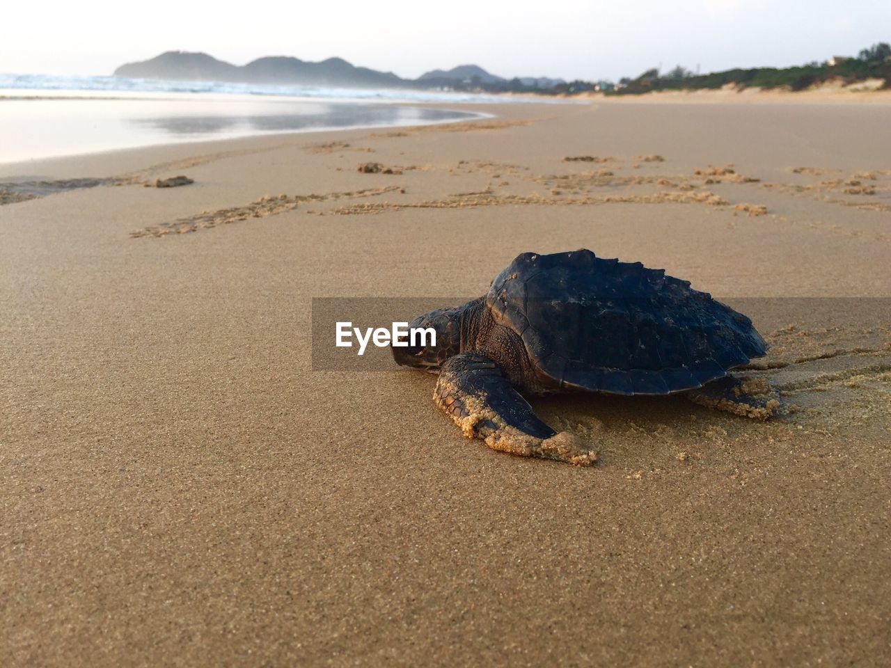 Tortoise at beach