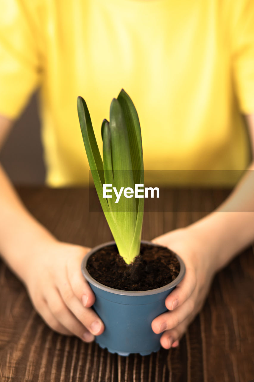 cropped hand of person holding potted plant