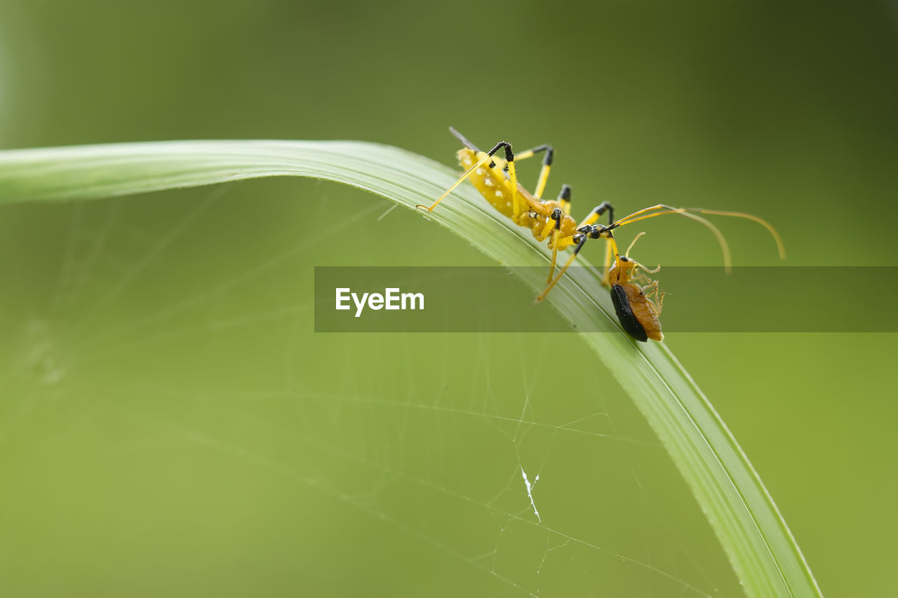 Close-up of insect on leaf