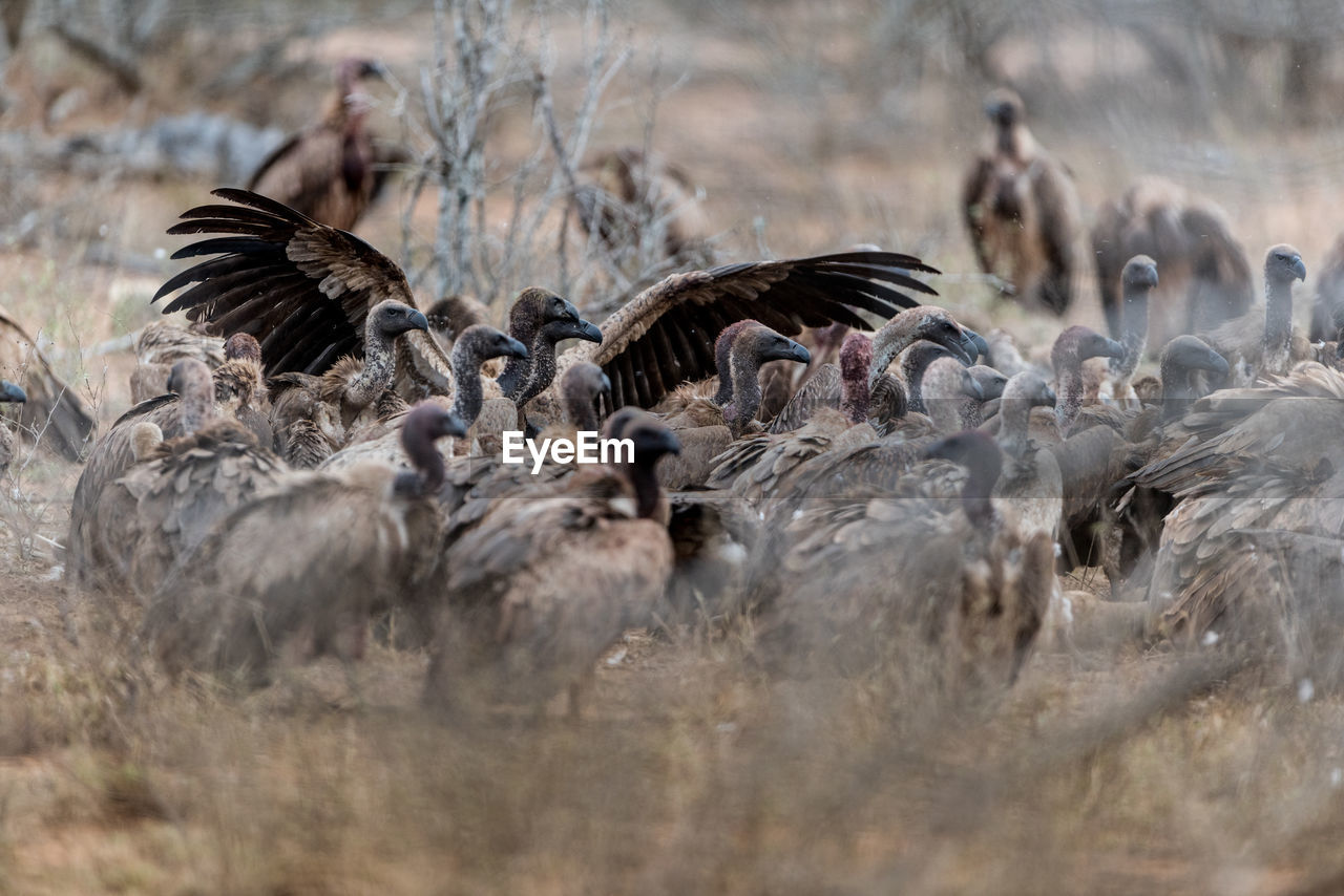 Flock of birds