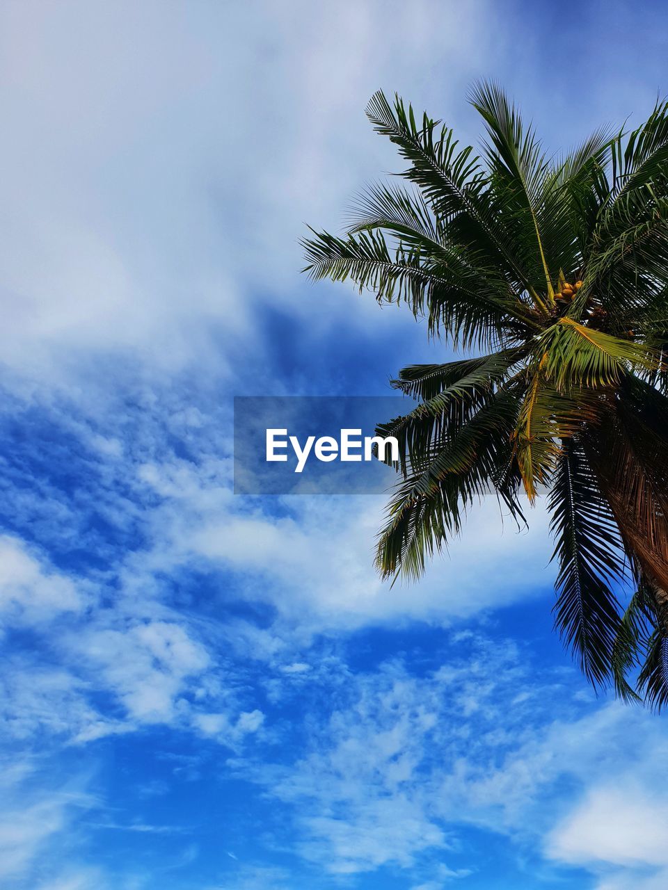 LOW ANGLE VIEW OF PALM TREE AGAINST BLUE SKY