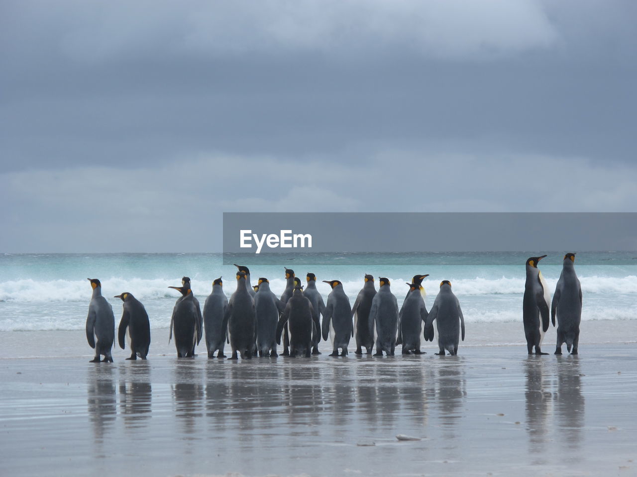 Group of king penguins by sea against sky