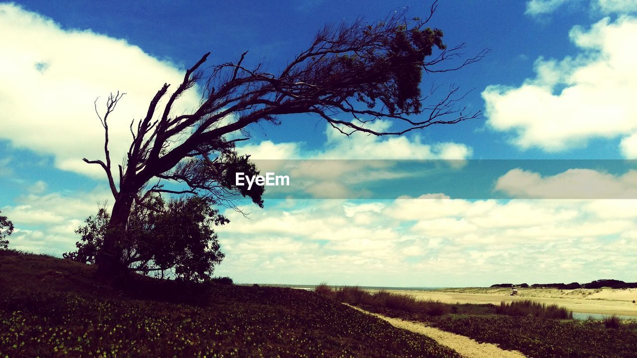 TREES ON LANDSCAPE AGAINST CLOUDY SKY