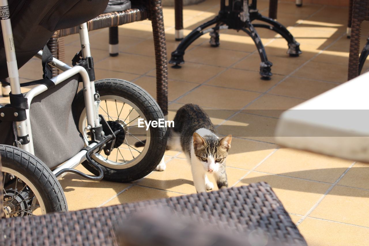 High angle view of cat with bicycle on tiled floor
