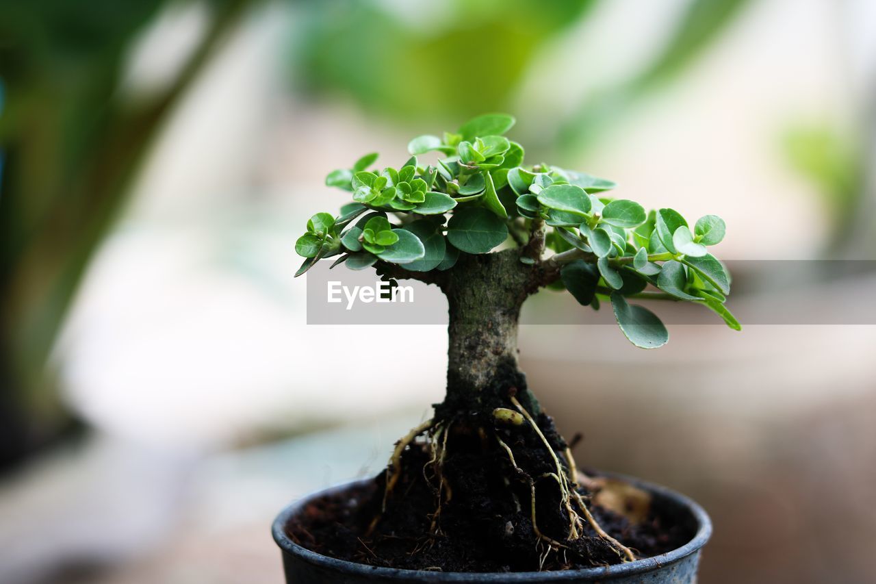 plant, bonsai, growth, nature, green, bonsai tree, potted plant, houseplant, no people, beauty in nature, plant part, close-up, outdoors, leaf, focus on foreground, tree, botany, day, food, environment, flowerpot, food and drink, flower, freshness, produce, gardening, environmental conservation, beginnings, culture