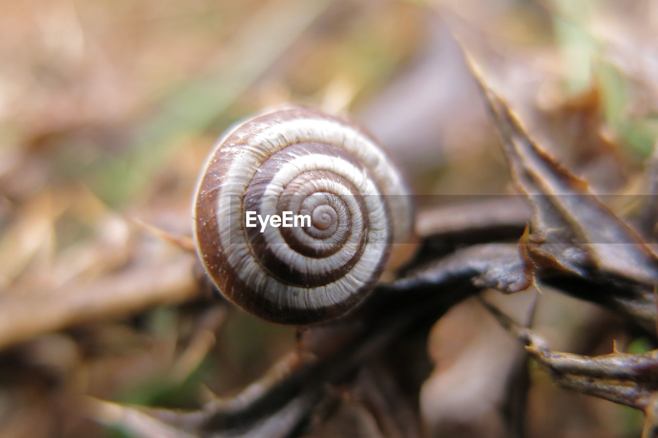 CLOSE-UP OF SNAIL OUTDOORS