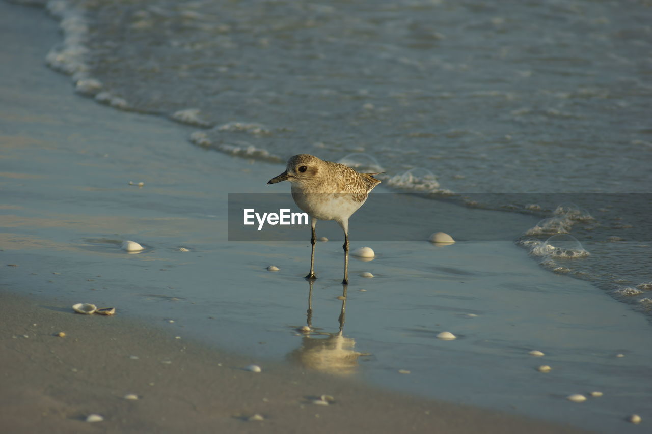 Black-bellied plover - sanibel island 