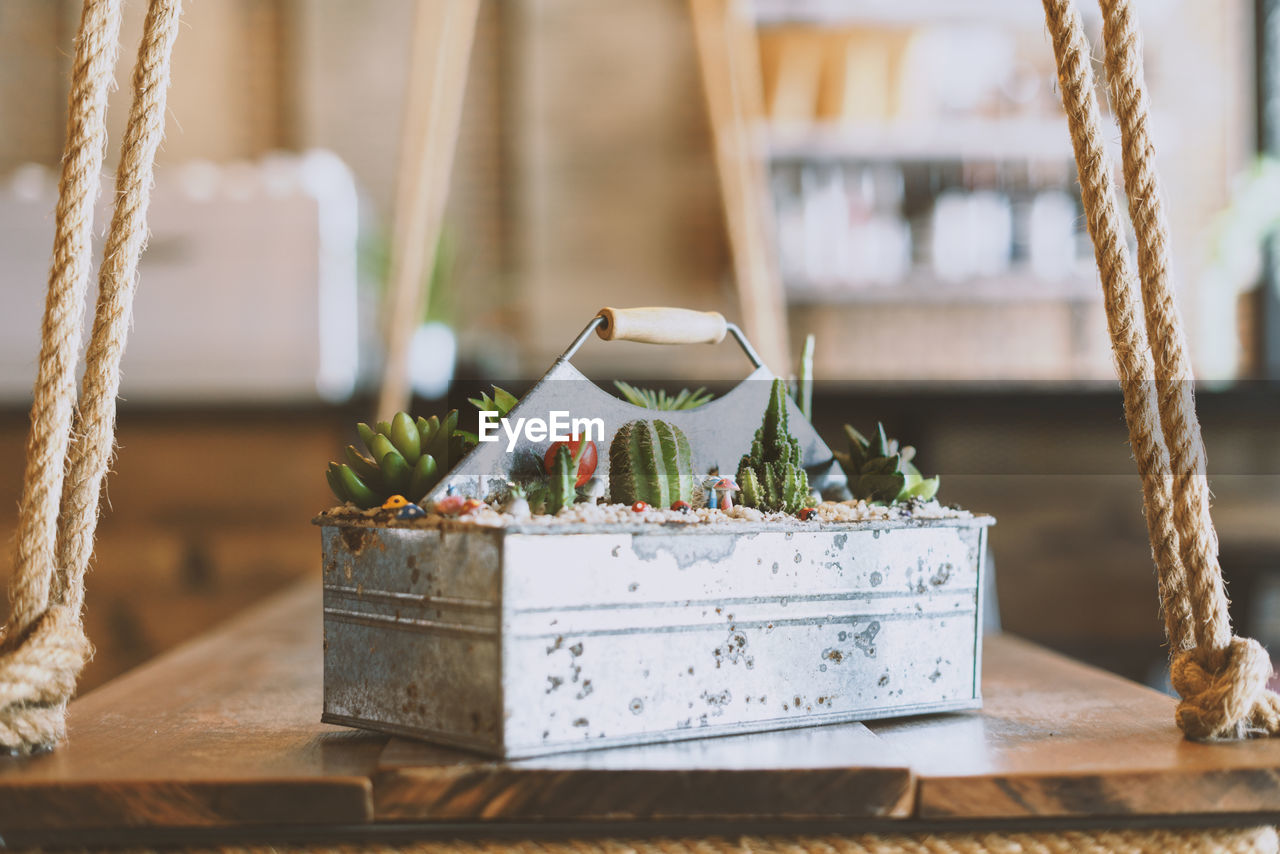 Close up decor of cafe succulents, cactus plants in metal box on table as ornate in cafe interior.