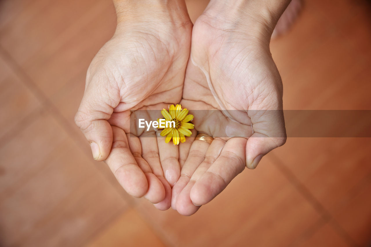 Close-up of hand holding flower