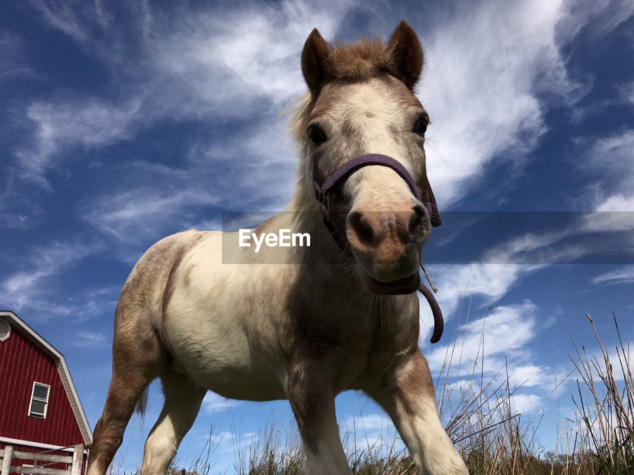 Low angle view of horse against sky