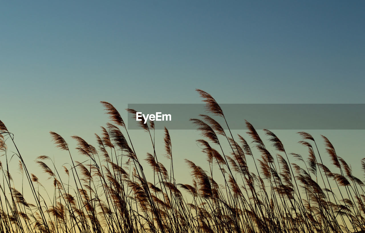 Close-up of stalks against clear sky at sunset