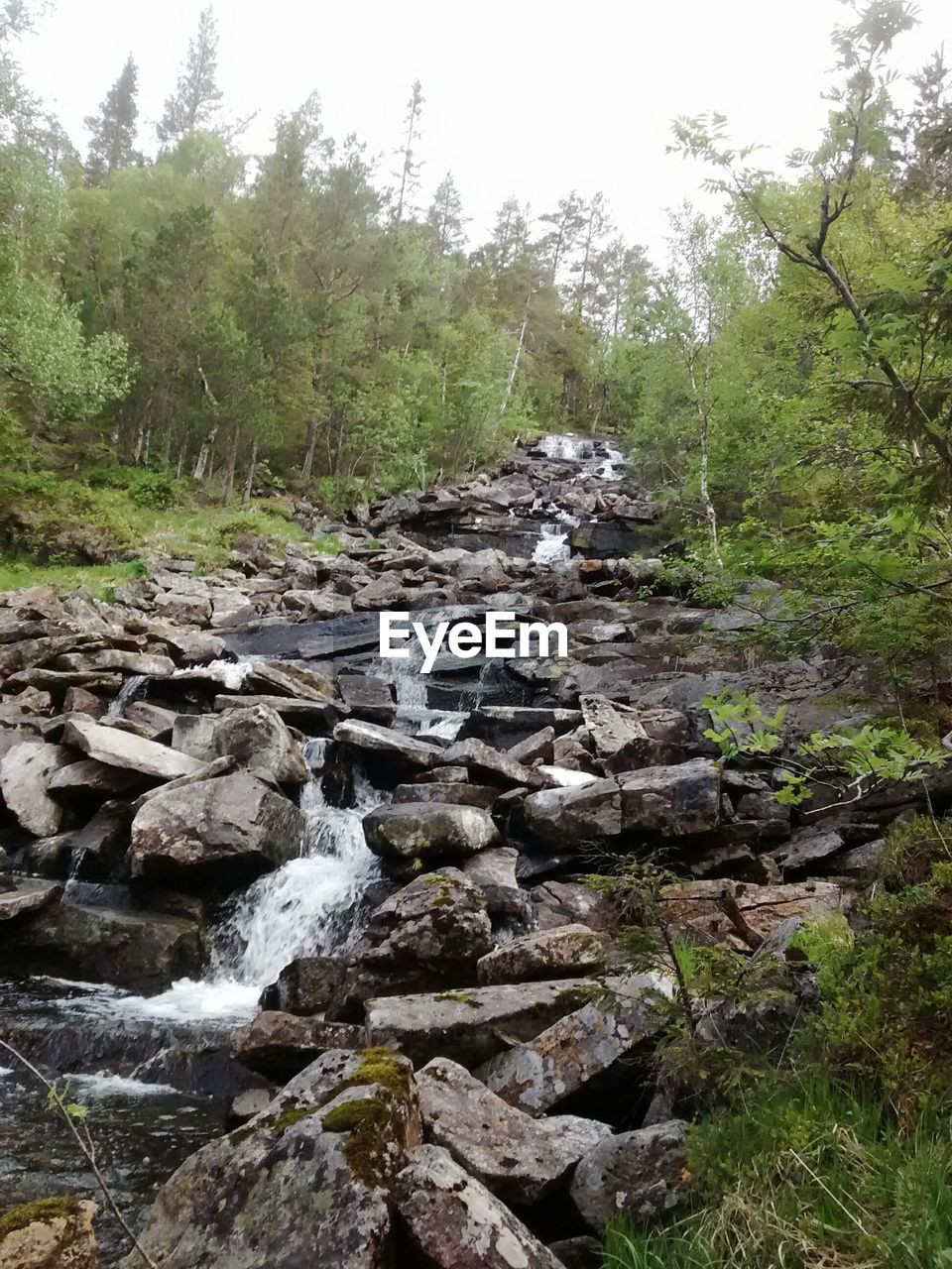 STREAM IN FOREST