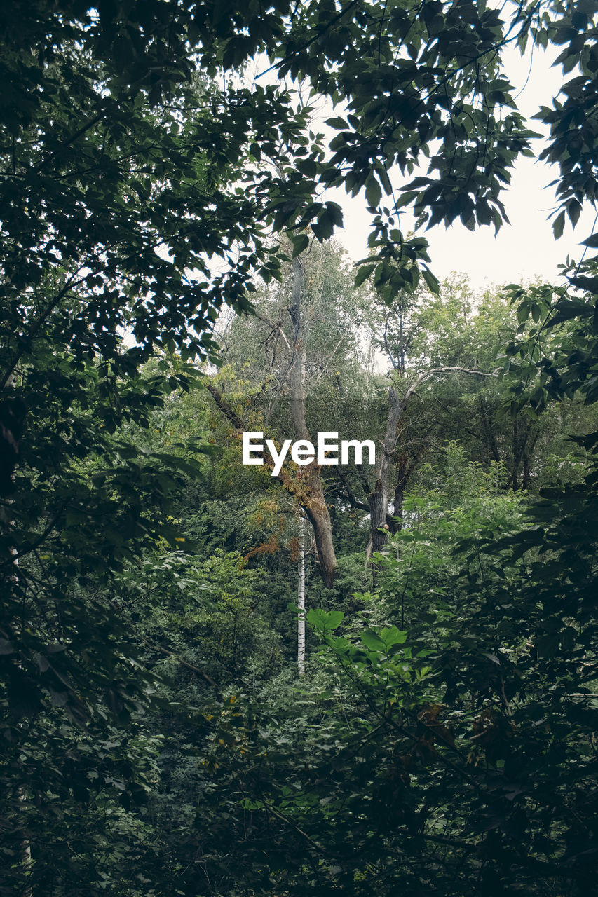 VIEW OF TREES IN FOREST