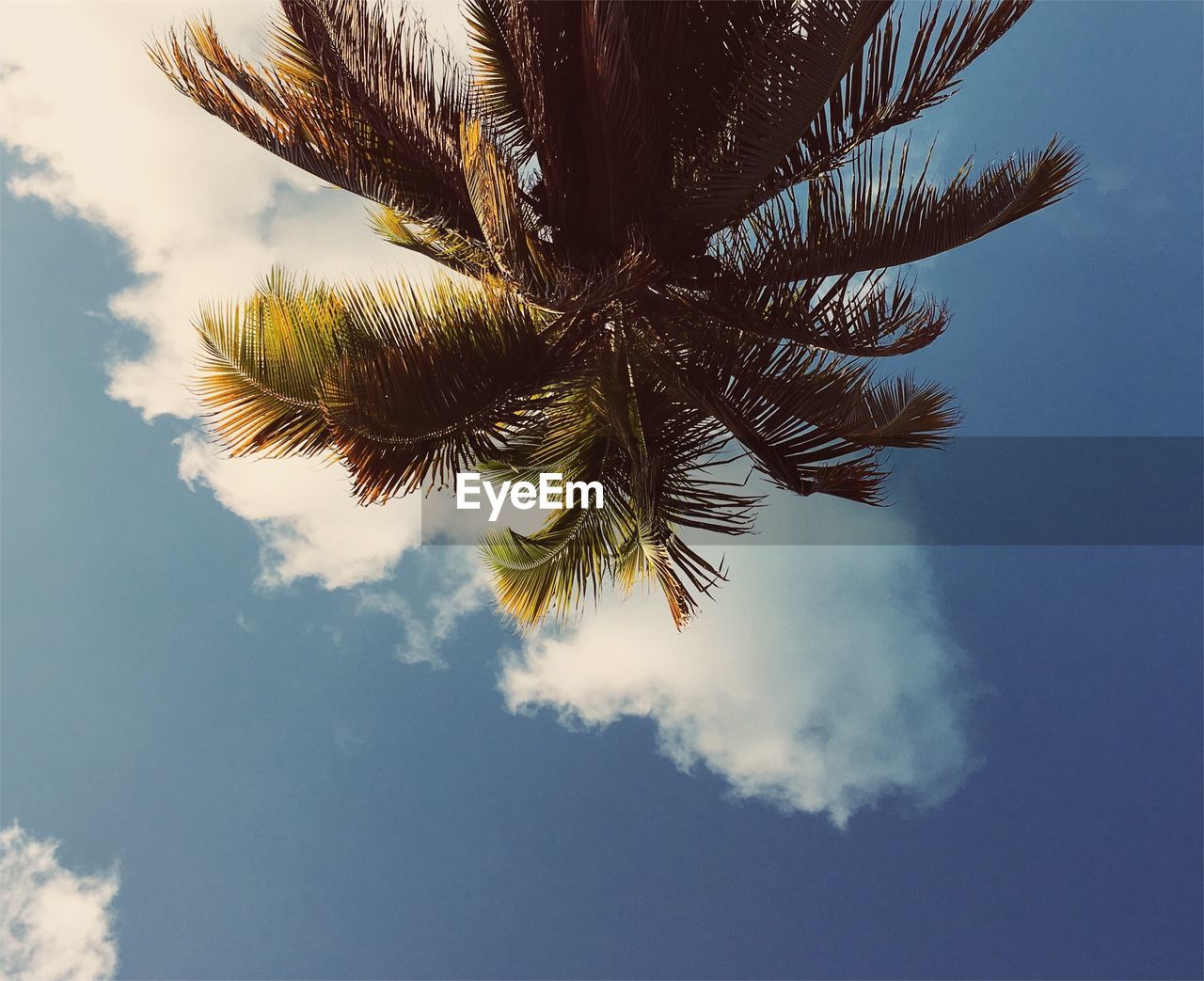Low angle view of palm tree against sky