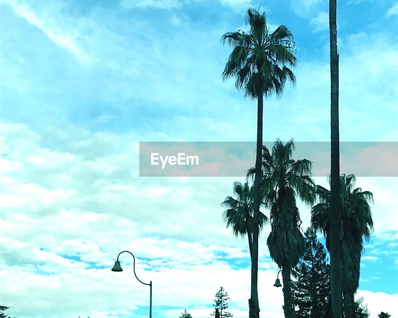 LOW ANGLE VIEW OF TREES AGAINST SKY