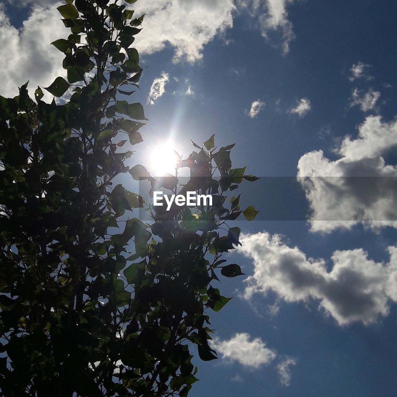 Low angle view of trees against sky