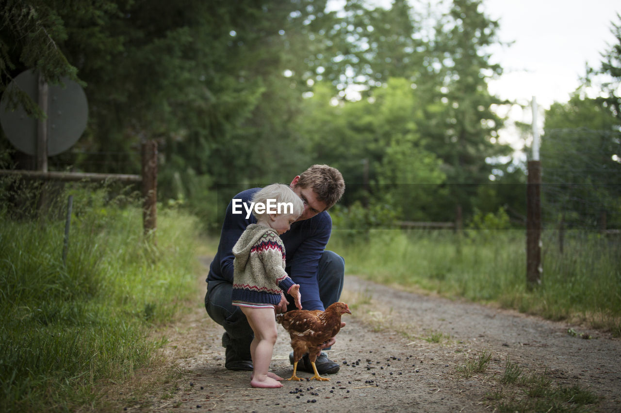 Father and son playing with chicken on field