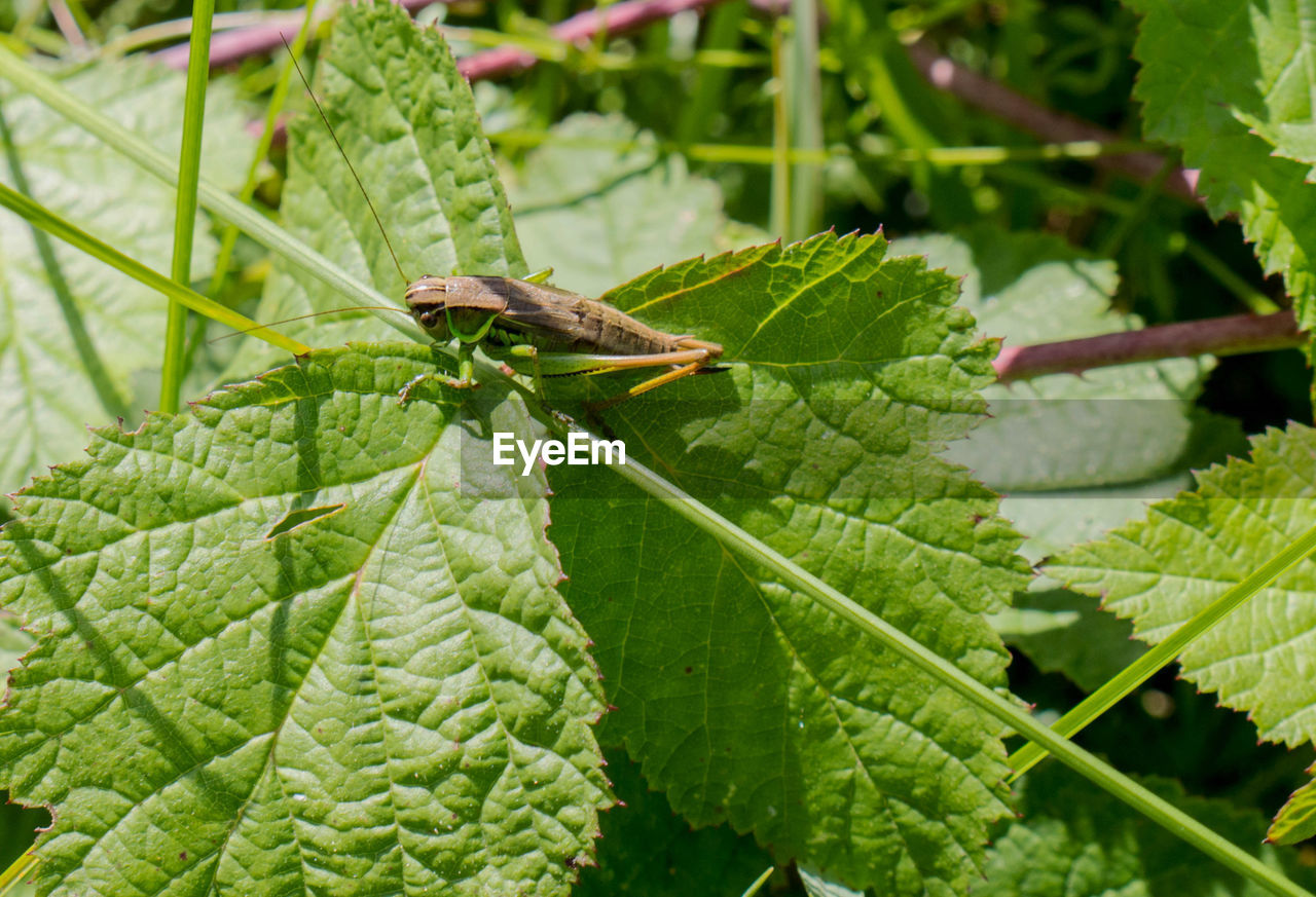 leaf, plant part, green, animal wildlife, animal themes, animal, plant, nature, one animal, wildlife, insect, close-up, no people, day, flower, outdoors, growth, beauty in nature, macro photography, focus on foreground