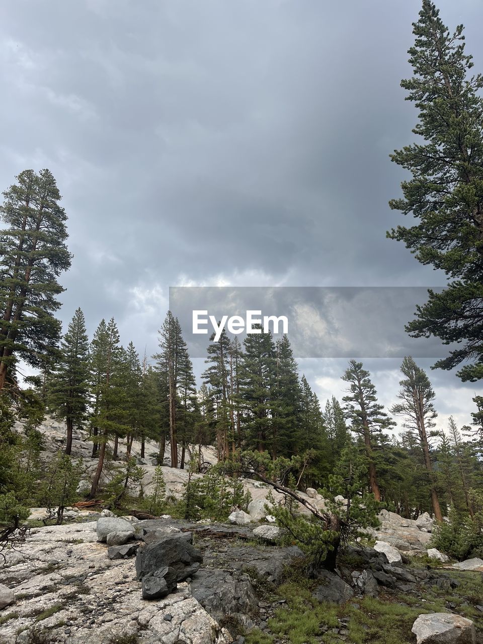 tree, plant, nature, sky, cloud, beauty in nature, low angle view, coniferous tree, pinaceae, scenics - nature, pine tree, land, environment, no people, forest, outdoors, day, travel, mountain, pine woodland, travel destinations, tranquility, landscape, growth, non-urban scene, rock, tourism, fog