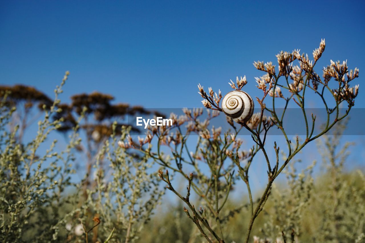 CLOSE-UP OF SNAIL ON PLANT