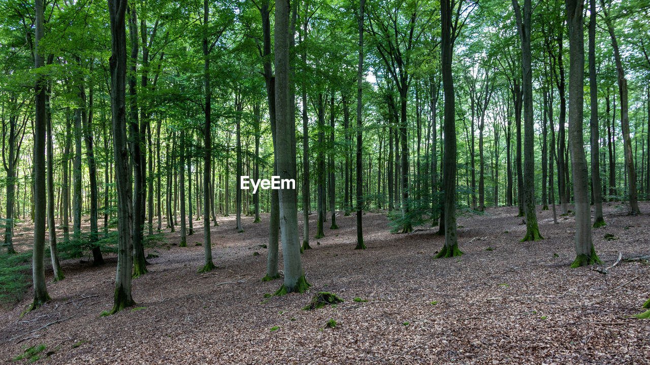 SCENIC VIEW OF FOREST