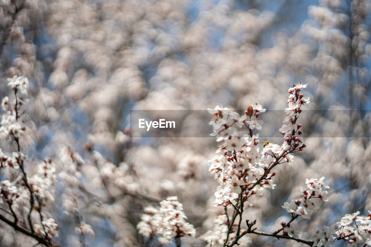 Close-up of white plum tree