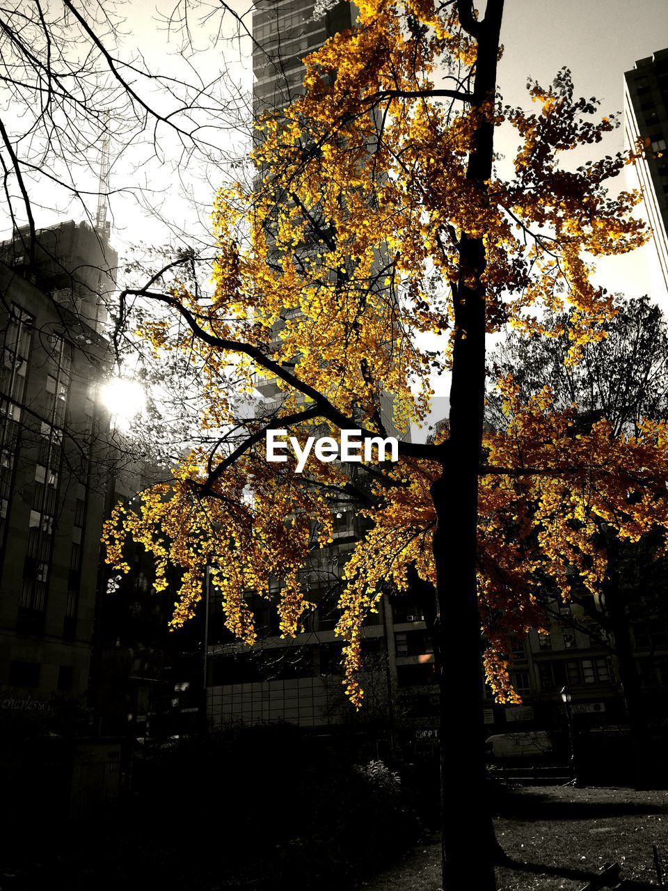 LOW ANGLE VIEW OF TREES IN AUTUMN