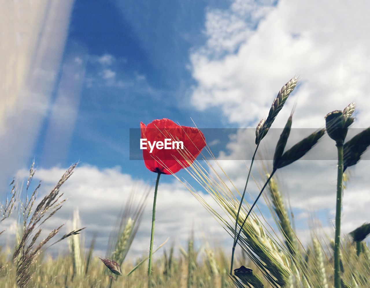 Wheat plants and red flower blooming against cloudy sky