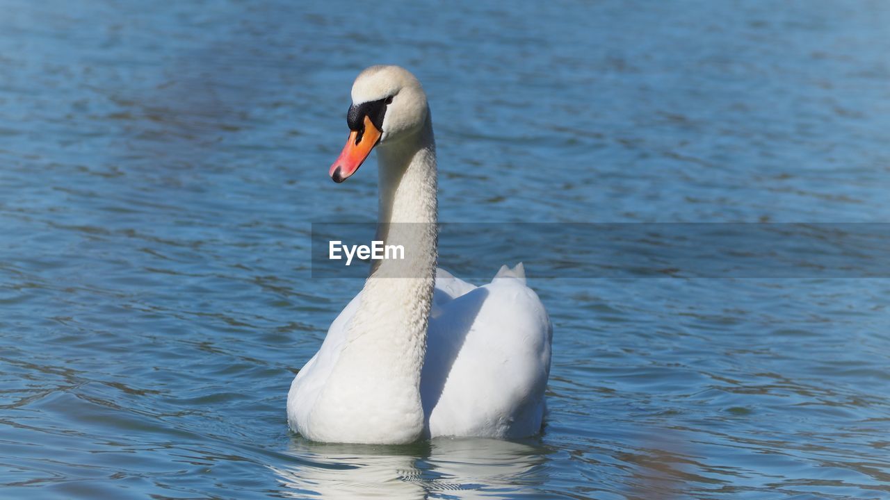 SWAN IN LAKE