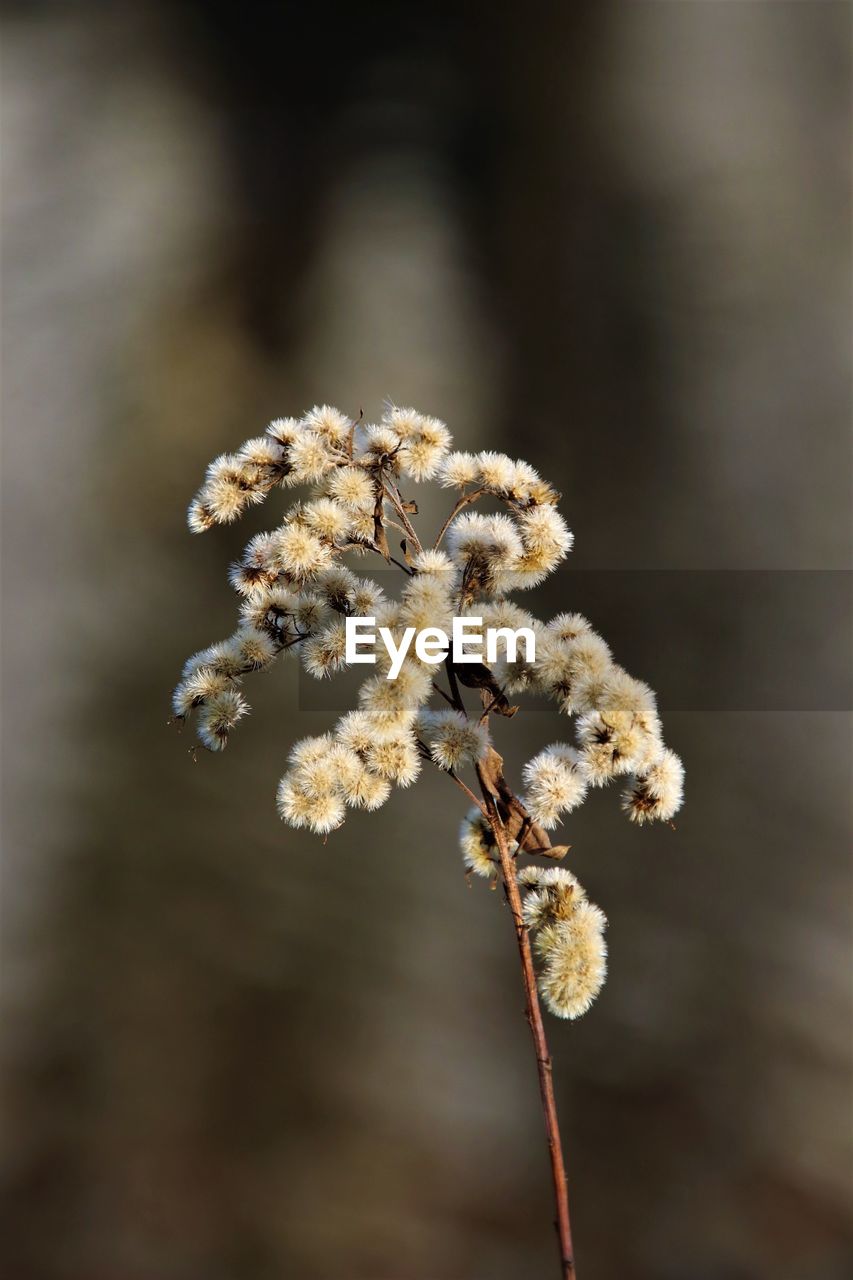 plant, close-up, macro photography, flower, nature, flowering plant, beauty in nature, focus on foreground, fragility, leaf, branch, freshness, growth, spring, no people, tree, outdoors, twig, blossom, plant stem, selective focus, day, food, springtime, food and drink, white, flower head, dry, botany