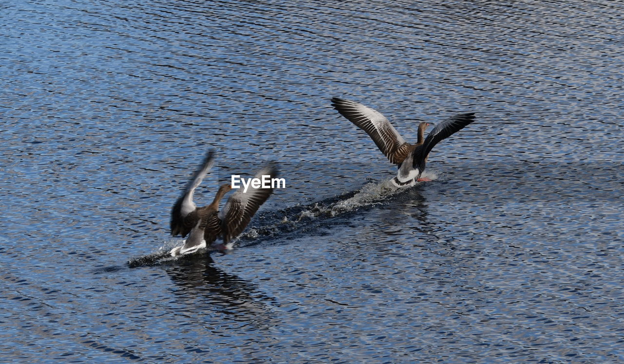 Geese landing on the water