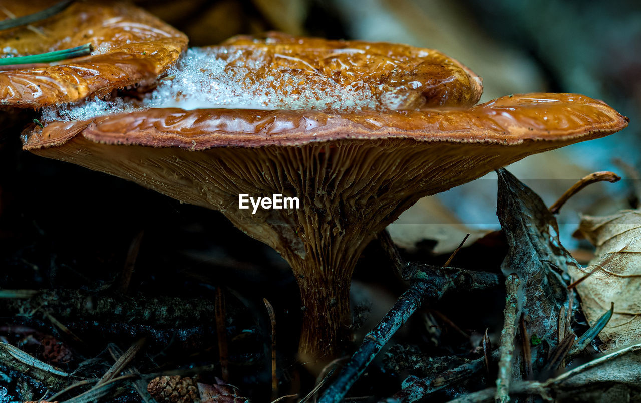 Close-up of mushroom growing on field