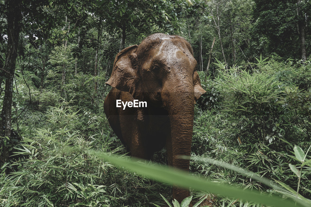 Elephant amidst trees in forest
