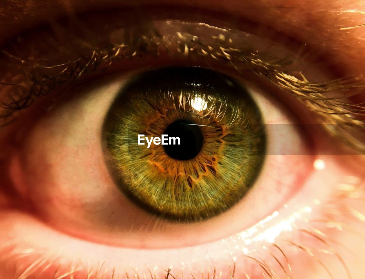 Close-up of human's eye