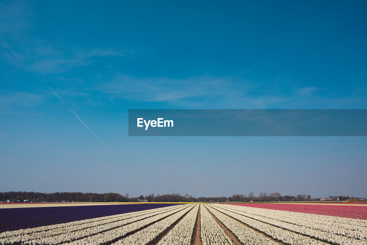 Scenic view of agricultural field against blue sky