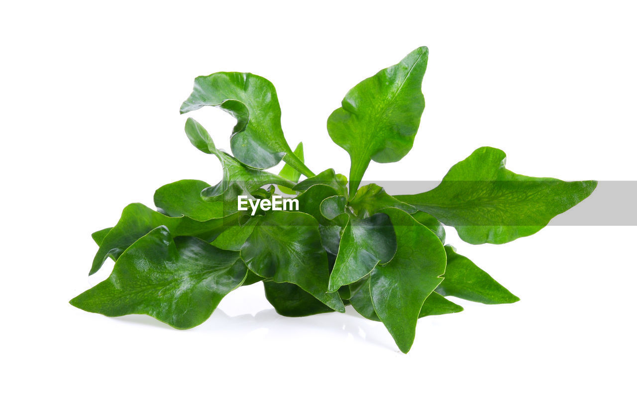 CLOSE-UP OF GREEN LEAVES ON WHITE BACKGROUND