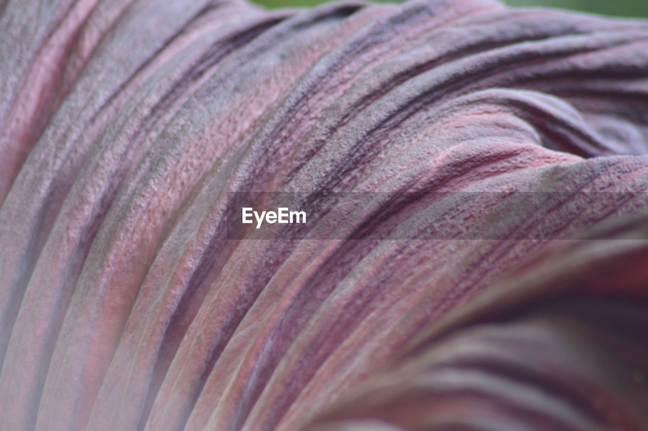 Cropped image of purple flower at cambridge university botanic garden