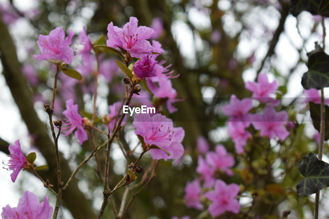 CLOSE-UP OF PINK FLOWERING TREE