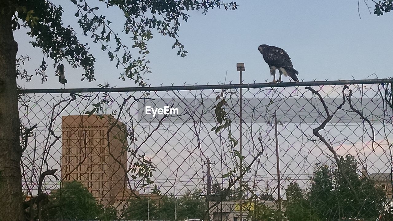 LOW ANGLE VIEW OF BIRD PERCHING ON METAL FENCE