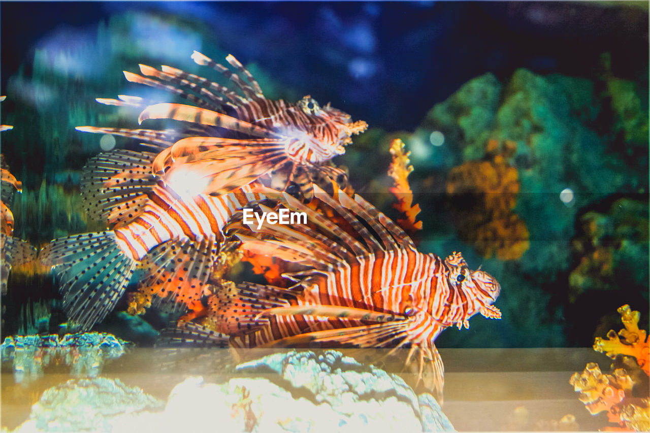 Close-up of lionfish swimming in aquarium