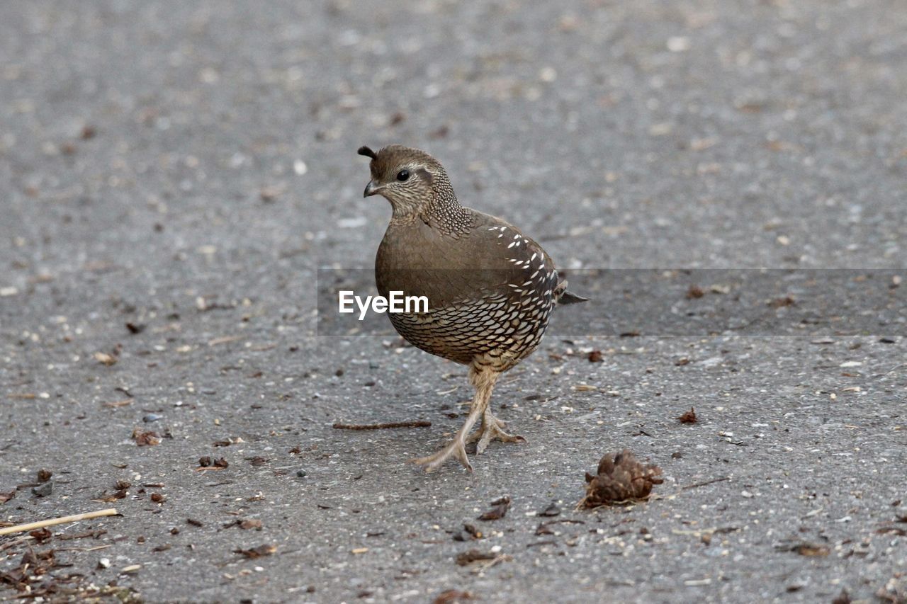 CLOSE-UP OF A BIRD ON A FIELD