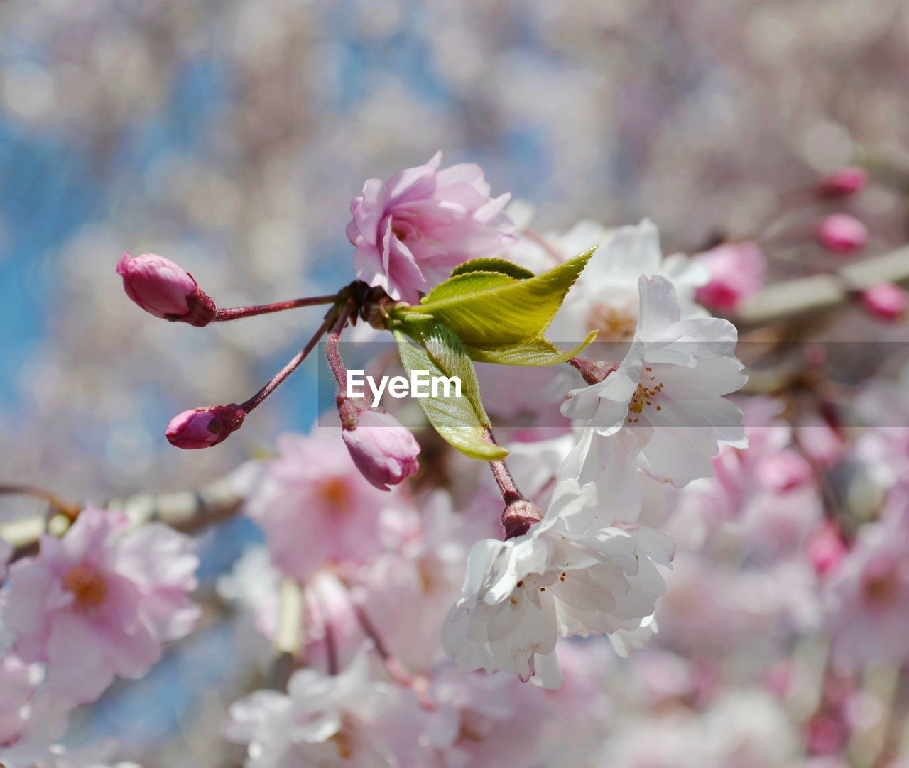 Close-up of pink cherry blossom plant