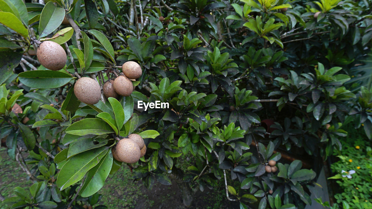 CLOSE-UP OF BERRIES GROWING ON TREE